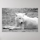 Zoek naar witte wolf kunst Zwart wit