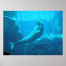 Zoek naar walvissen onder water posters Beluga