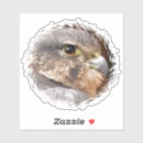 Zoek naar falcone Vogels