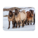 Zoek naar ijslandse paarden magneten Winter