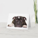Zoek naar staffordshire kaarten Terriër