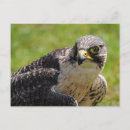 Zoek naar valken briefkaarten Vogels