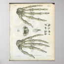 Zoek naar menselijke hand posters Anatomie