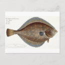 Zoek naar marine life briefkaarten Kruger