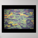 Zoek naar waterlelies fotografie Natuur