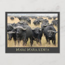 Zoek naar buffel briefkaarten Souvenir