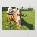 Zoek naar geit uitnodigingen Voor iedereen