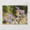 Zoek naar paarse lavendel briefkaarten Bloem