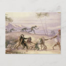 Zoek naar apen briefkaarten Wild