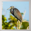 Zoek naar louisiana heron posters Kruid