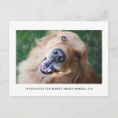 Zoek naar nieuwe hond uitnodigingen Voor hem/haar