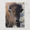 Zoek naar bison briefkaarten Wild
