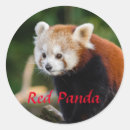 Zoek naar rode panda stickers Schattig