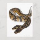 Zoek naar python briefkaarten Reptielen