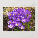 Zoek naar kroatisch briefkaarten Natuur
