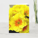 Zoek naar primula kaarten Flora