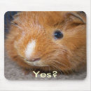 Zoek naar cavia muismatten Varken