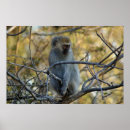 Zoek naar baviaan posters Afrika
