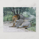 Zoek naar panthera leo briefkaarten Wilde dieren