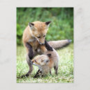 Zoek naar baby vossen briefkaarten Schattig