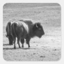 Zoek naar bizon stickers Dieren