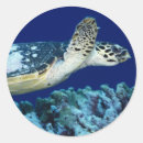 Zoek naar zee koraal stickers Sealife