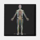 Zoek naar menselijk lichaam magneten Uitzicht