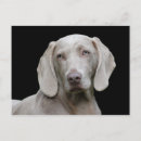 Zoek naar weimaraner briefkaarten Weimarant