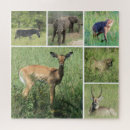 Zoek naar zebra puzzels Reis