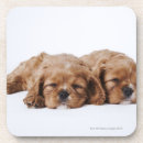 Zoek naar cavalier king charles spaniel onderzetters Natuur