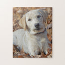 Zoek naar labrador retriever puzzels Gele lab