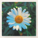 Zoek naar madeliefje onderzetters Bladen