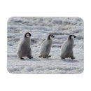 Zoek naar wilde dieren magneten Sneeuw