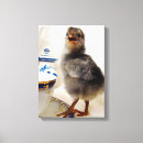 Zoek naar kuiken kunst Kippen