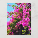 Zoek naar bougainvillea briefkaarten Tuin
