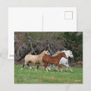 Zoek naar samenwerken briefkaarten Paarden