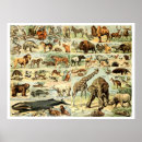 Zoek naar dieren posters Zoogdier