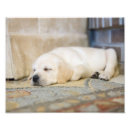 Zoek naar labrador fotografie Puppy