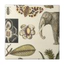 Zoek naar gekleurde achtergrond tegels Dieren