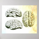 Zoek naar hersenen anatomie kunst Medisch