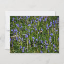 Zoek naar bluebell briefkaarten Bos