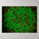 Zoek naar microscopisch posters Microbe