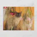 Zoek naar siamese kat briefkaarten Schattig