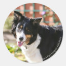 Zoek naar open mond stickers Hond