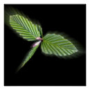 Zoek naar bladeren posters Leaf