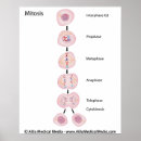 Zoek naar mitose posters Biologie