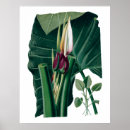 Zoek naar botanische drukken Voor hem