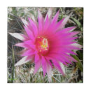 Zoek naar cactussen tegels Roze bloemen