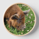 Zoek naar pig klokken Hoeren
