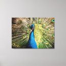 Zoek naar plumage kunst Wild